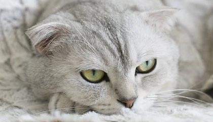 体验游戏的极致快感：九游体育官网带你进入全新世界